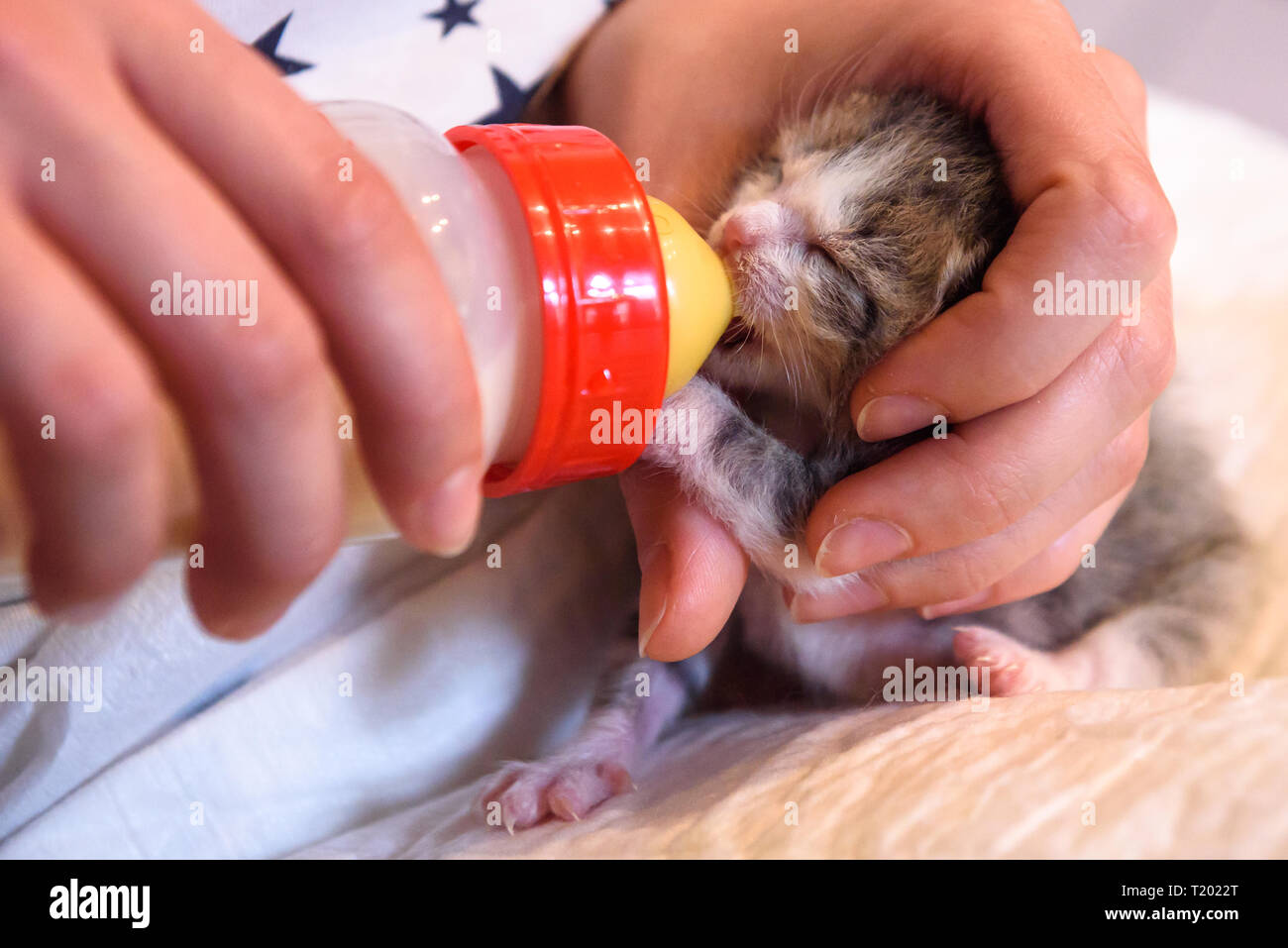 Искусственное вскармливание котят. Для вскармливания котят. Кошка ест котенка новорожденного. Соска для котят. Новорожденные котята.