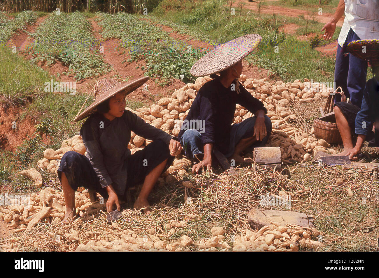 1960s, two chinese workers wearing straw coolie or bamboo hats sitting outside in a field sorting a crop of yams or sweet potatoes, a root vegetable which is a native crop to Asia. Stock Photo