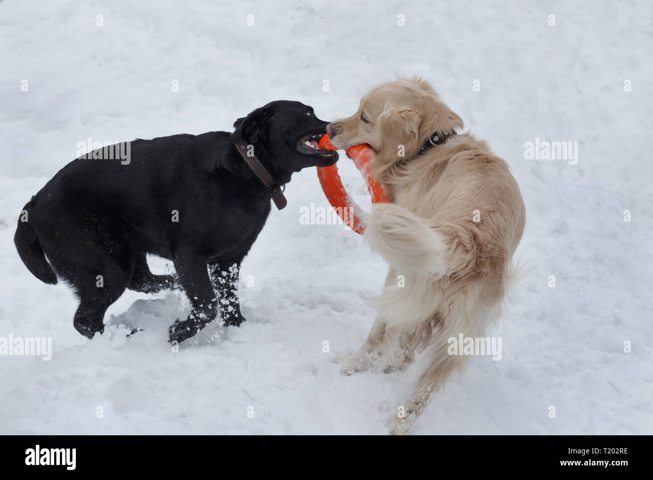 pics Labrador Retriever Puppy Cute Golden Retriever https www alamy com cute golden retriever and labrador retriever are playing with his toy on the white snow pet animals image242176690 html