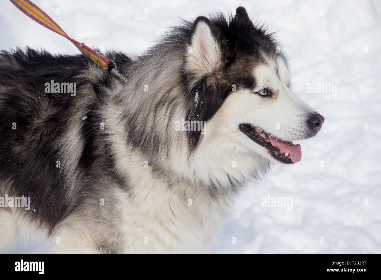 Long-haired siberian husky is standing on a white snow. Pet animals.  Purebred dog Stock Photo - Alamy