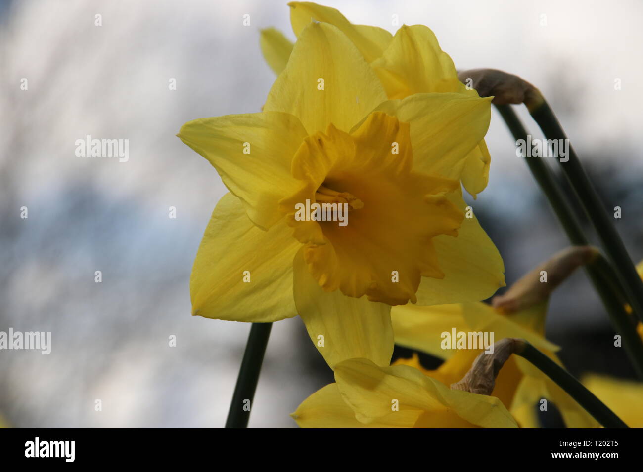 Fiori Gialli Tipi.Yellow Flowers Named Narcissus Or Daffodil In The Grass In The
