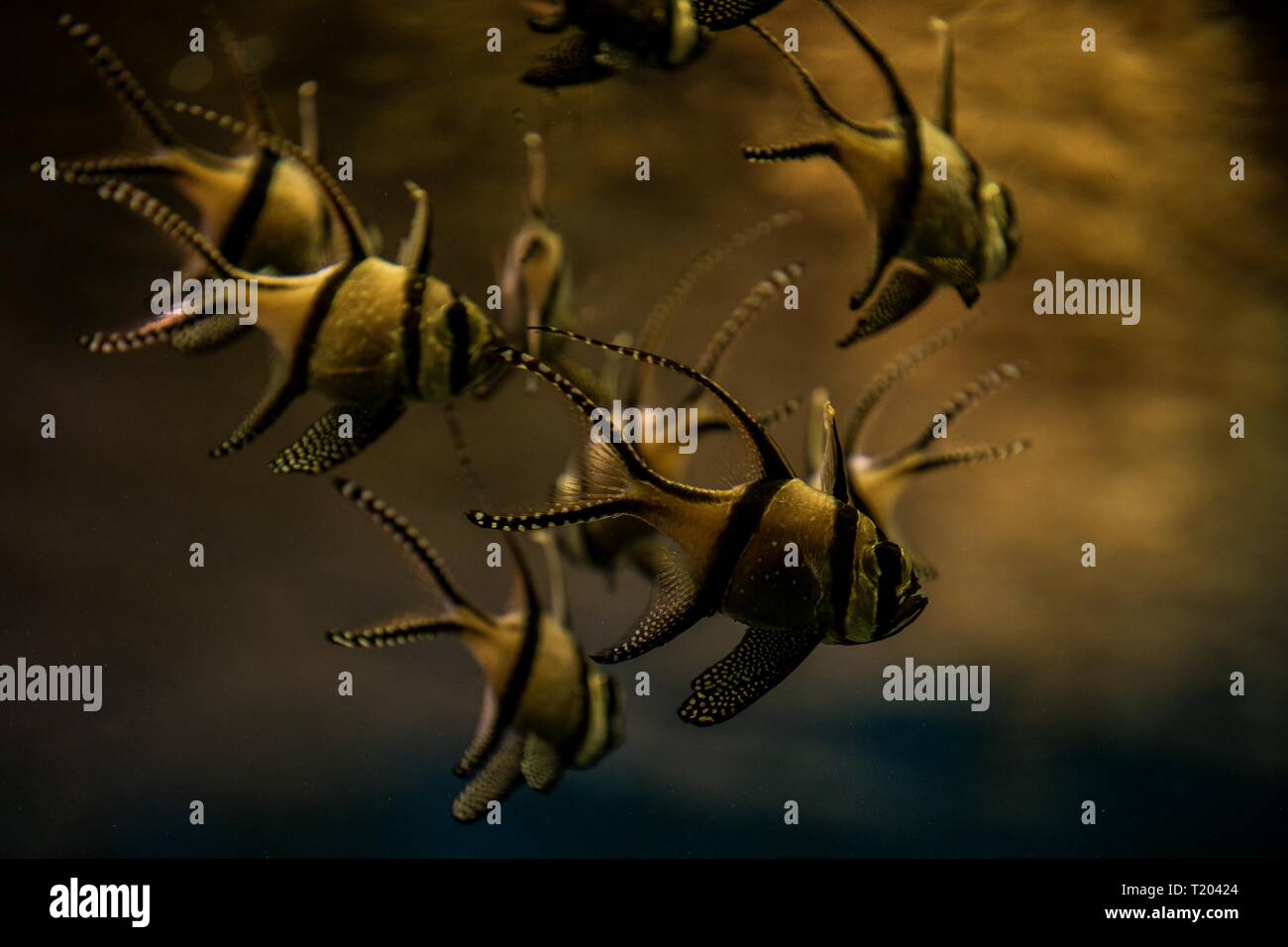 Banggai cardinalfish only found around Sulawesi, Indonesia, beautiful planted tropical aquarium with fish, Salt water marine fish Stock Photo