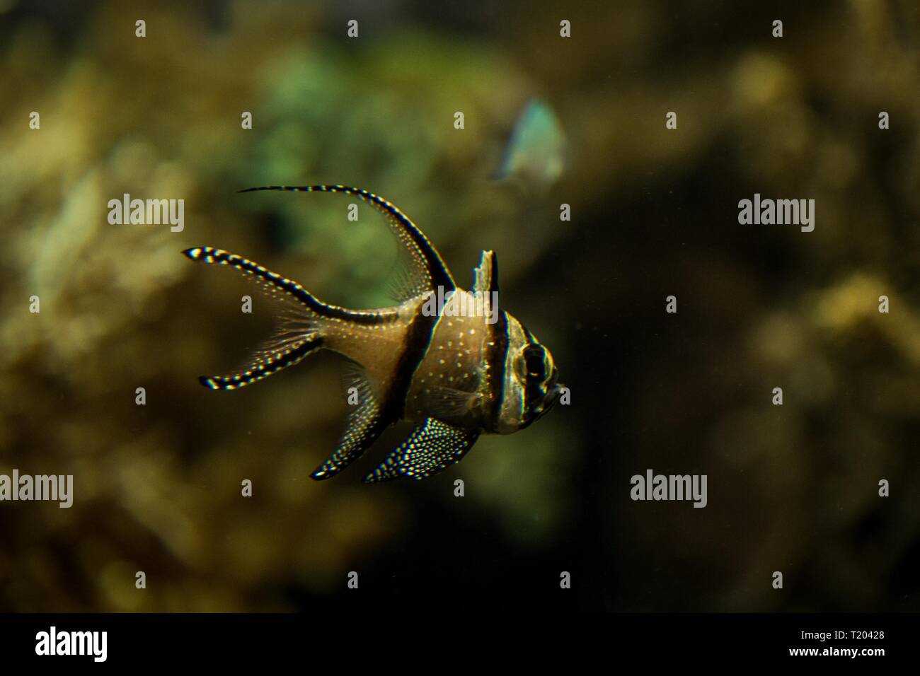 Banggai cardinalfish only found around Sulawesi, Indonesia, beautiful planted tropical aquarium with fish, Salt water marine fish Stock Photo