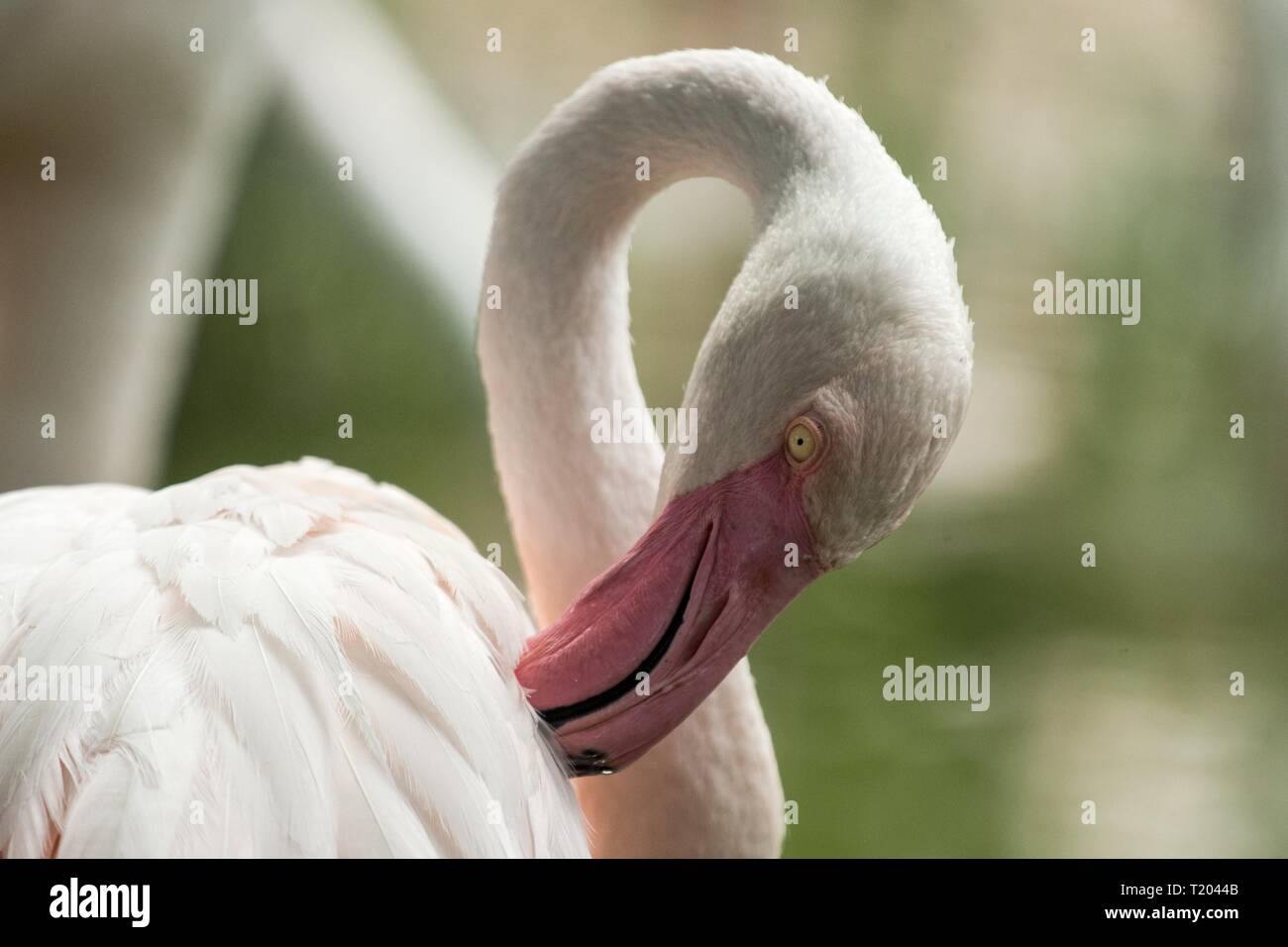 Pink flamingo at the zoo, solo flamingo (phoenicopterus) grooming its feathers, beautiful white pinkish bird near pond, water bird in its enrironment, Stock Photo