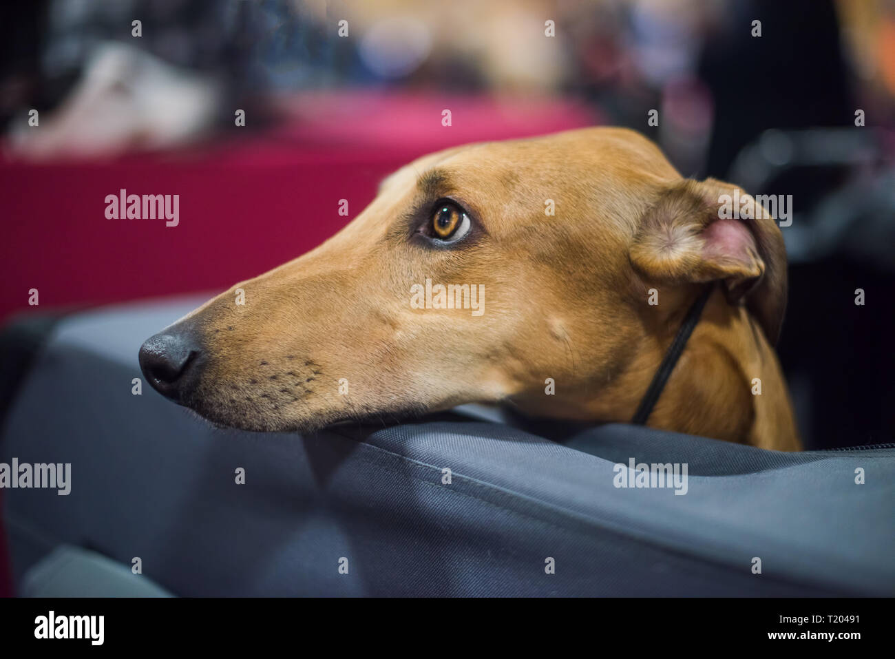 Profile of Greyhound dog close up muzzle portrait outdoors Stock Photo
