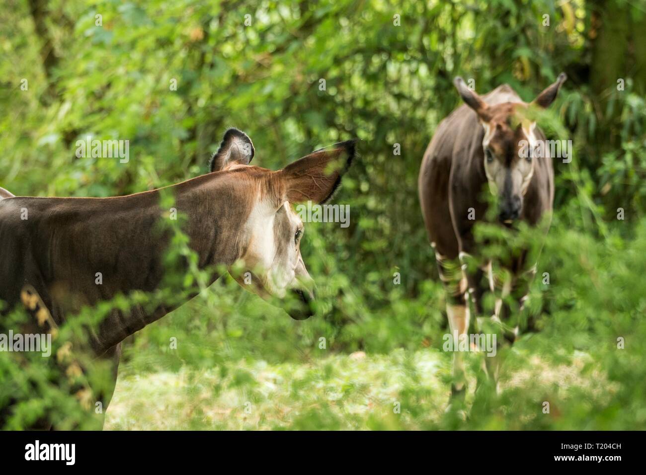 Congo rainforest animals hi-res stock photography and images - Alamy