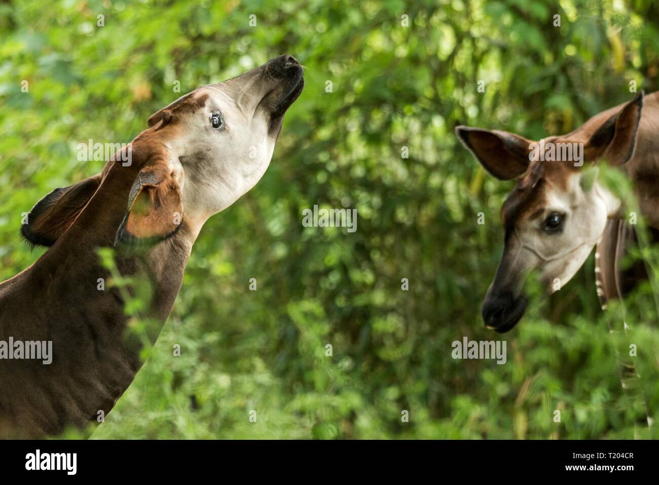 Okapi (Okapia johnstoni), forest giraffe or zebra giraffe, artiodactyl ...