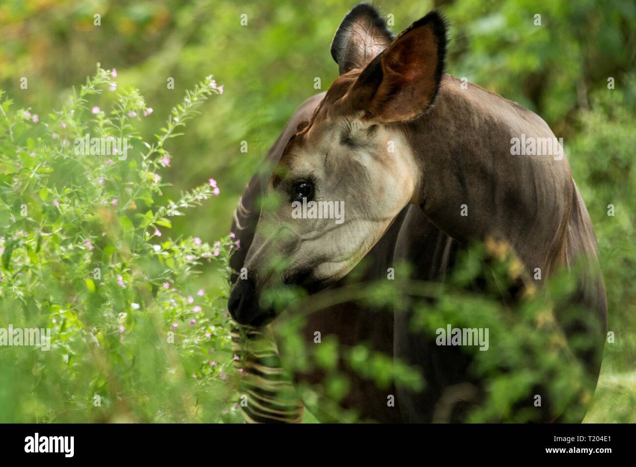 Okapi (Okapia johnstoni), forest giraffe or zebra giraffe, artiodactyl mammal native to jungle or tropical forest, Congo, Central Africa, beautiful an Stock Photo