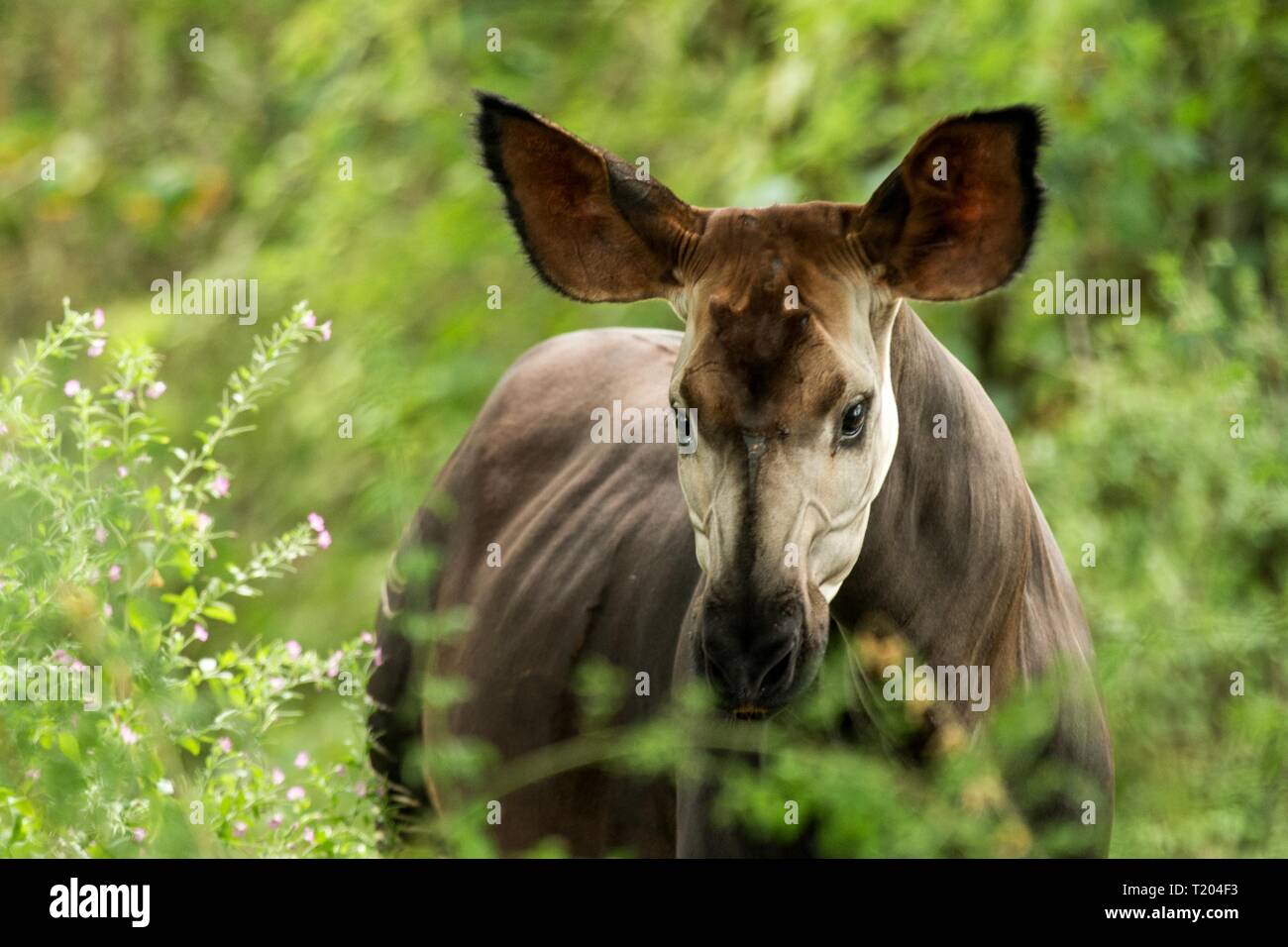Okapi (Okapia johnstoni), forest giraffe or zebra giraffe, artiodactyl  mammal native to jungle or tropical forest, Congo, Central Africa,  beautiful an Stock Photo - Alamy
