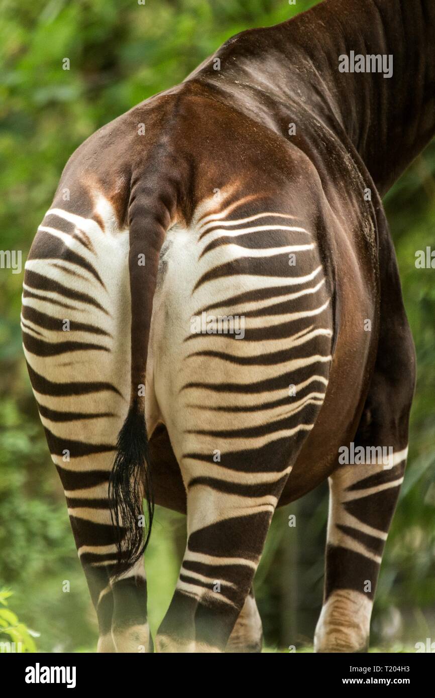 Okapi (Okapia johnstoni), forest giraffe, sptripes on buttom, striped  pattern, Congo, Africa, beautiful animal with white stripes in green leaves  Stock Photo - Alamy