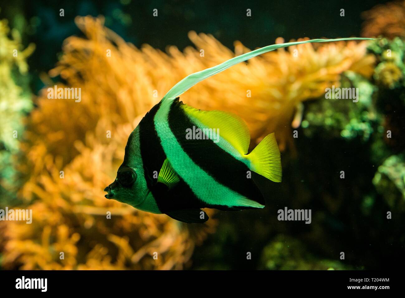 Schooling Bannerfish Heniochus Diphreutes Butterflyfish Coral Reef Fish Salt Water Marine Fish Beautiful Yellow Fish With Tropical Corals In Bac Stock Photo Alamy