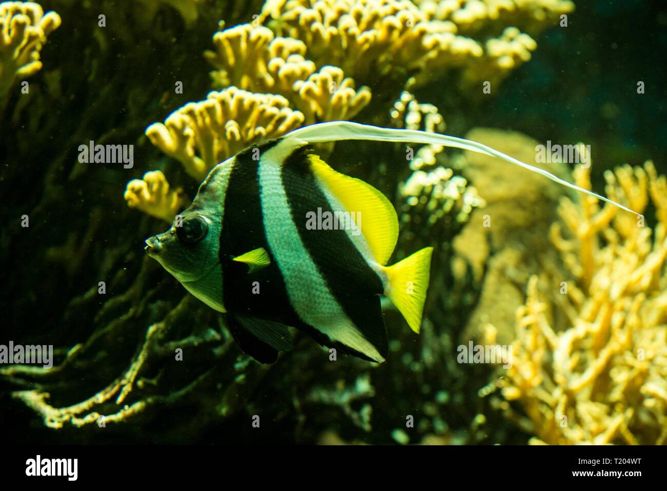 Schooling Bannerfish Heniochus Diphreutes Butterflyfish Coral