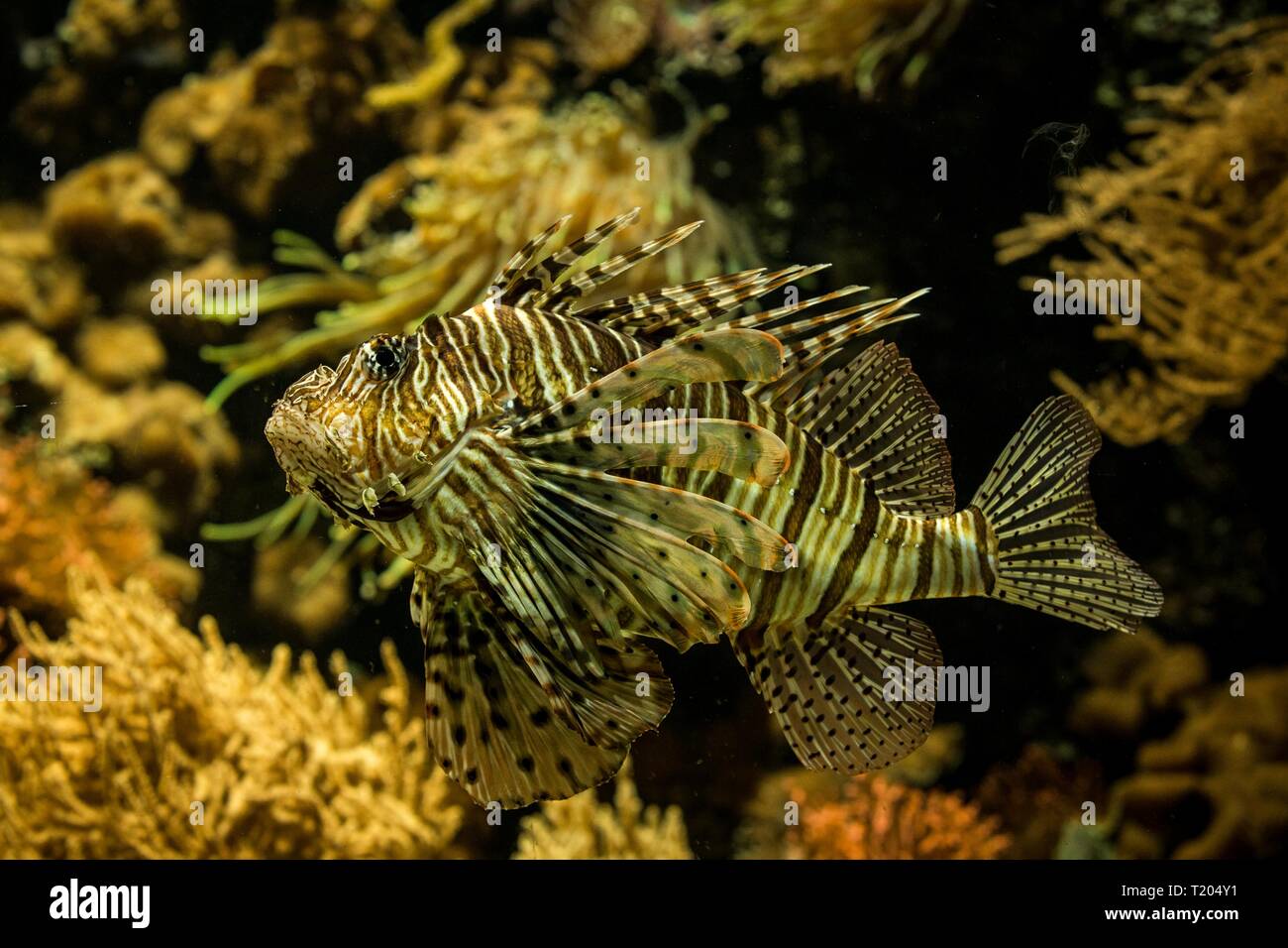 Red lionfish (Pterois volitans), venomous coral reef fish, Salt water marine fish, beautiful fish with tropical corals in background Stock Photo