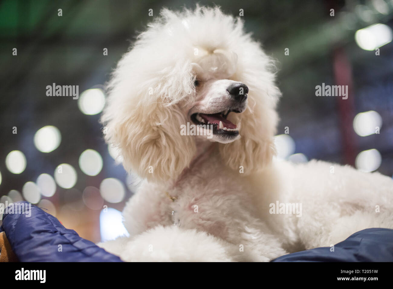 poodle muzzle