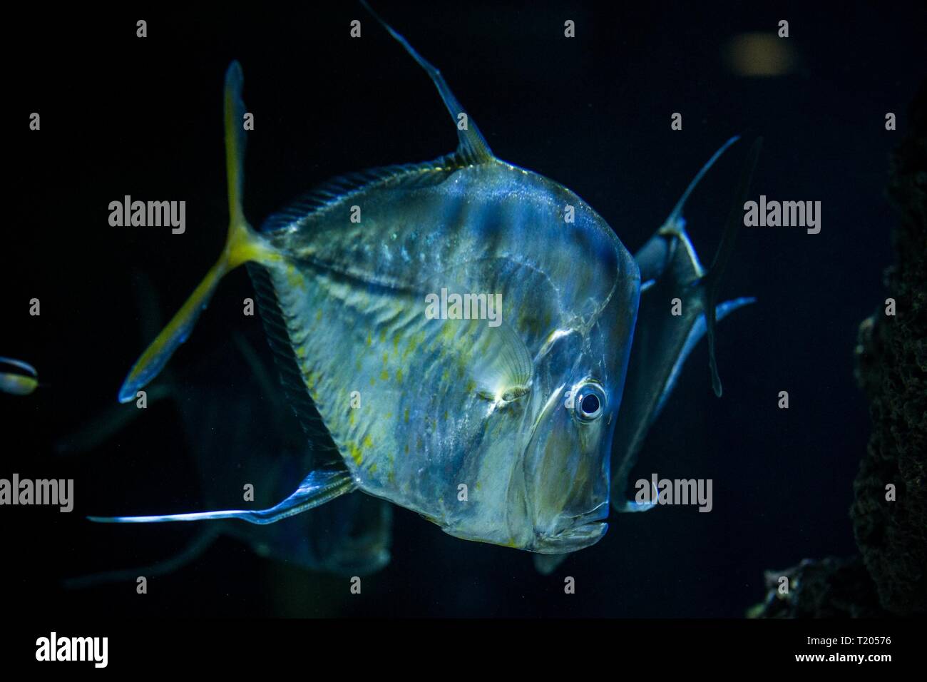 lookdown (Selene vomer), tropical aquarium with fish, Salt water marine fish, interesting american fish Stock Photo
