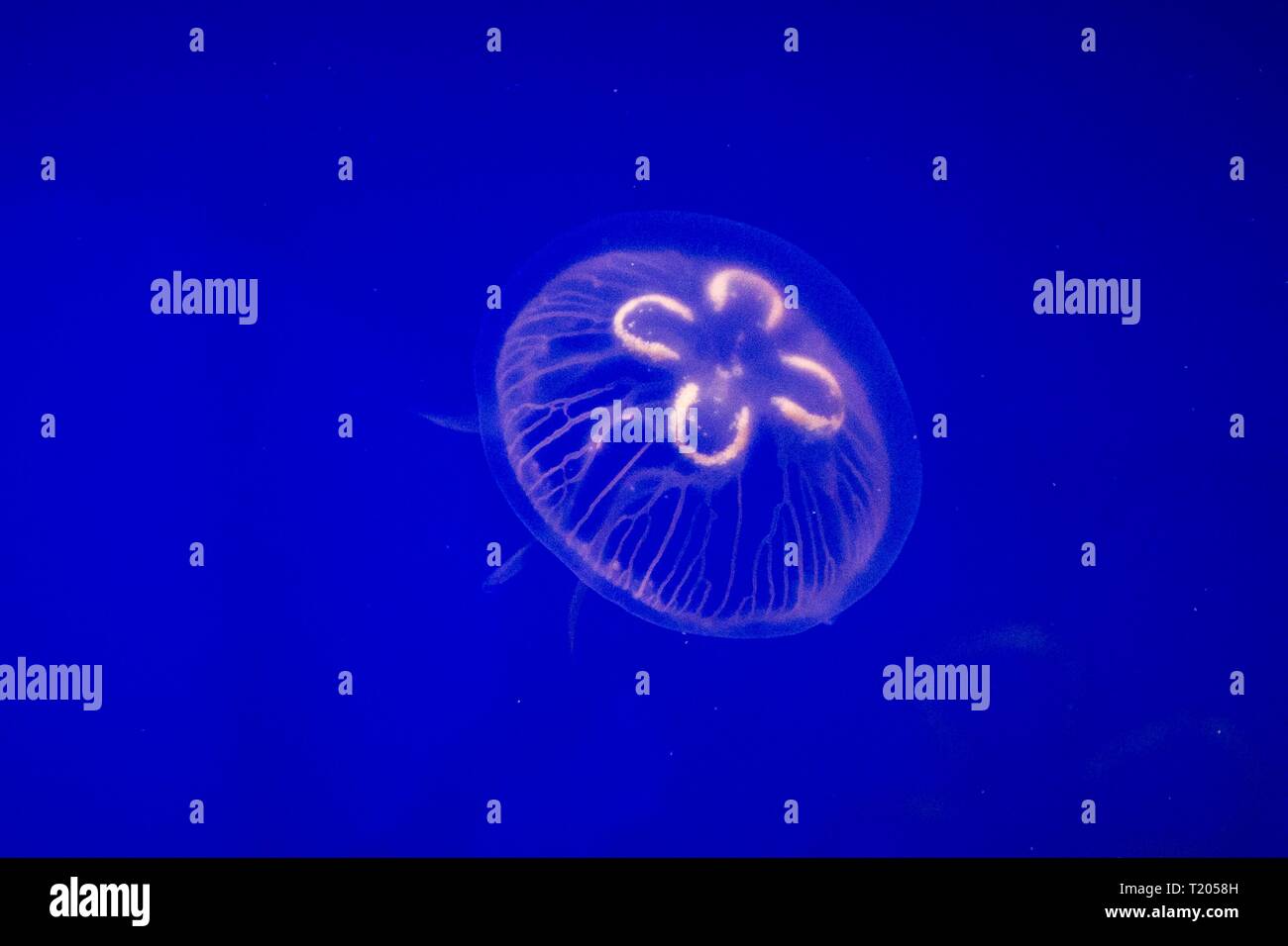Common Jellyfish (Aurelia aurita) This widespread jellyfish species is found in the Atlantic, Indian and Pacific oceans, jellyfish in aquarium on clea Stock Photo