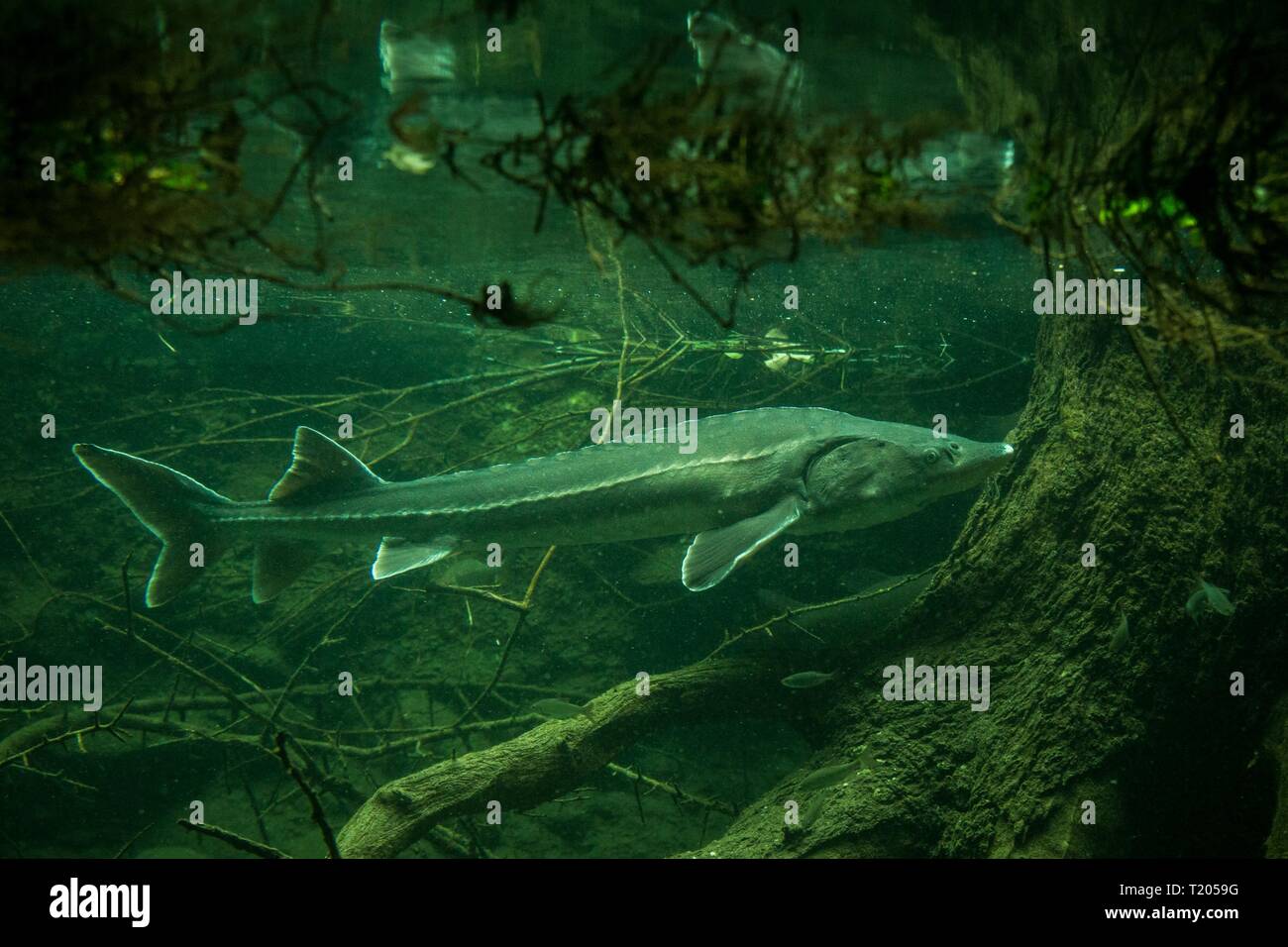 Sturgeon (Ancipenser sturio), fresh water fish, beautiful fish with tree trunk and roots in background, aquarium, wallpaper Stock Photo
