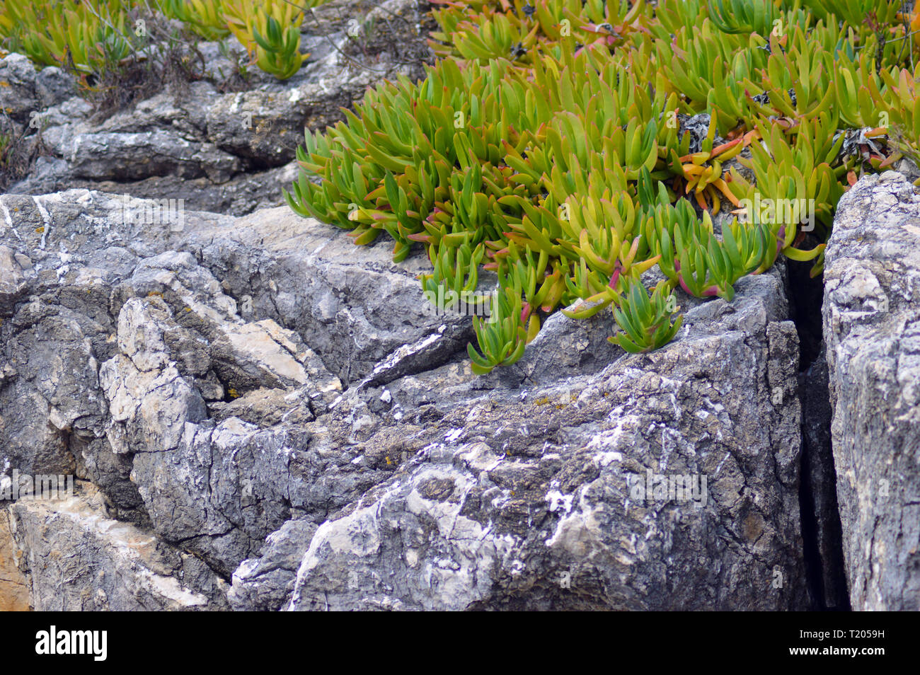 Carpobrotus rossii, karkalla plant on a rock Stock Photo