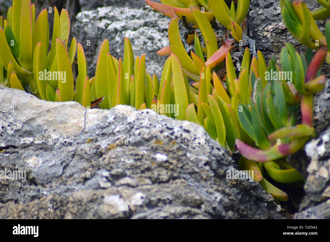 Carpobrotus rossii, karkalla plant on a rock Stock Photo