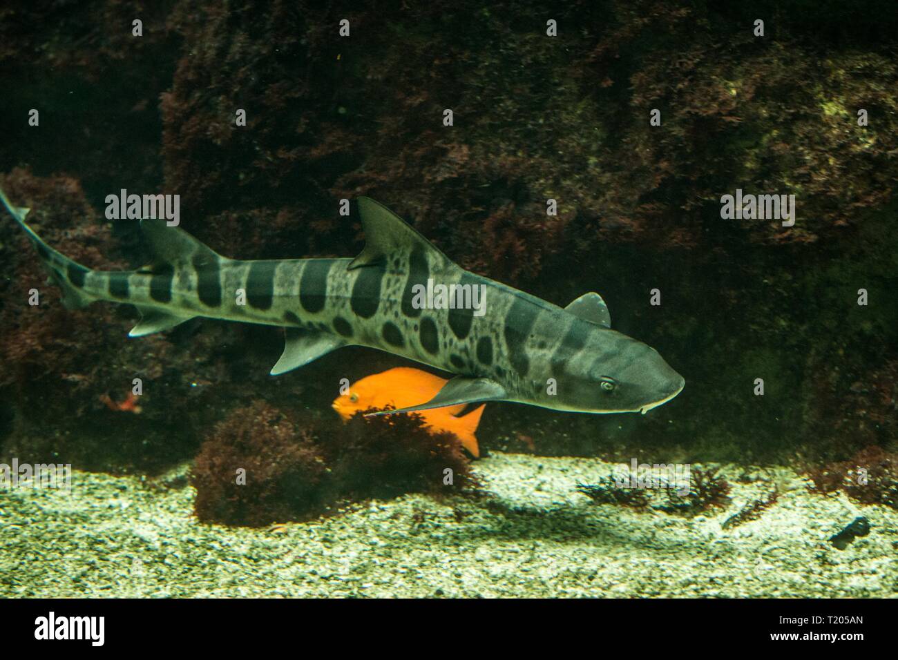 Leopard shark (Triakis semifasciata), coral reef fish, Salt water marine fish, beautiful mid-size shark with tropical corals in background, aquarium,  Stock Photo