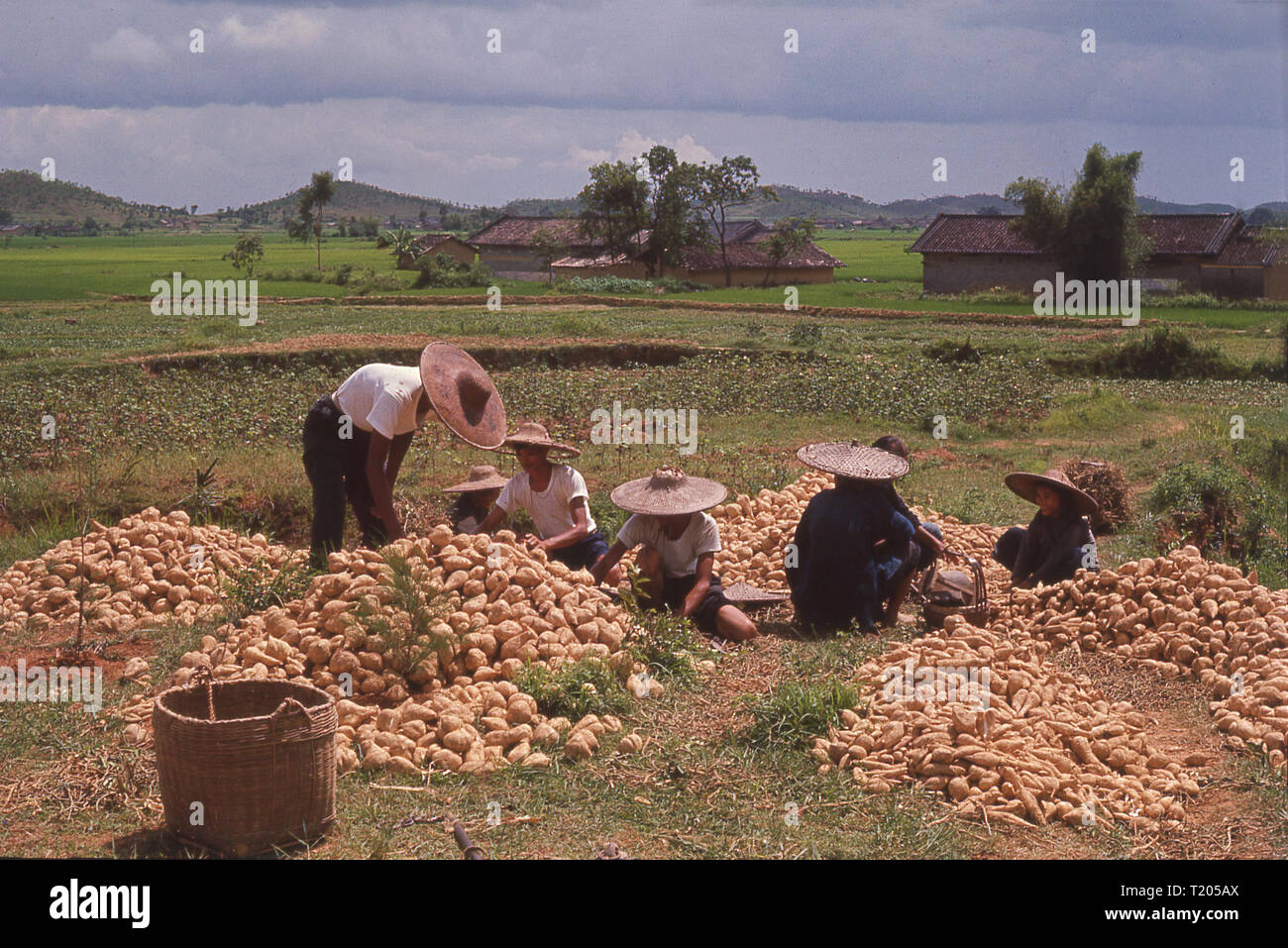 1960s, chinese workers wearing straw coolie or bamboo hats outside in a field sorting a crop of yams or sweet potatoes, a root vegetable which is a native crop to Asia. Stock Photo