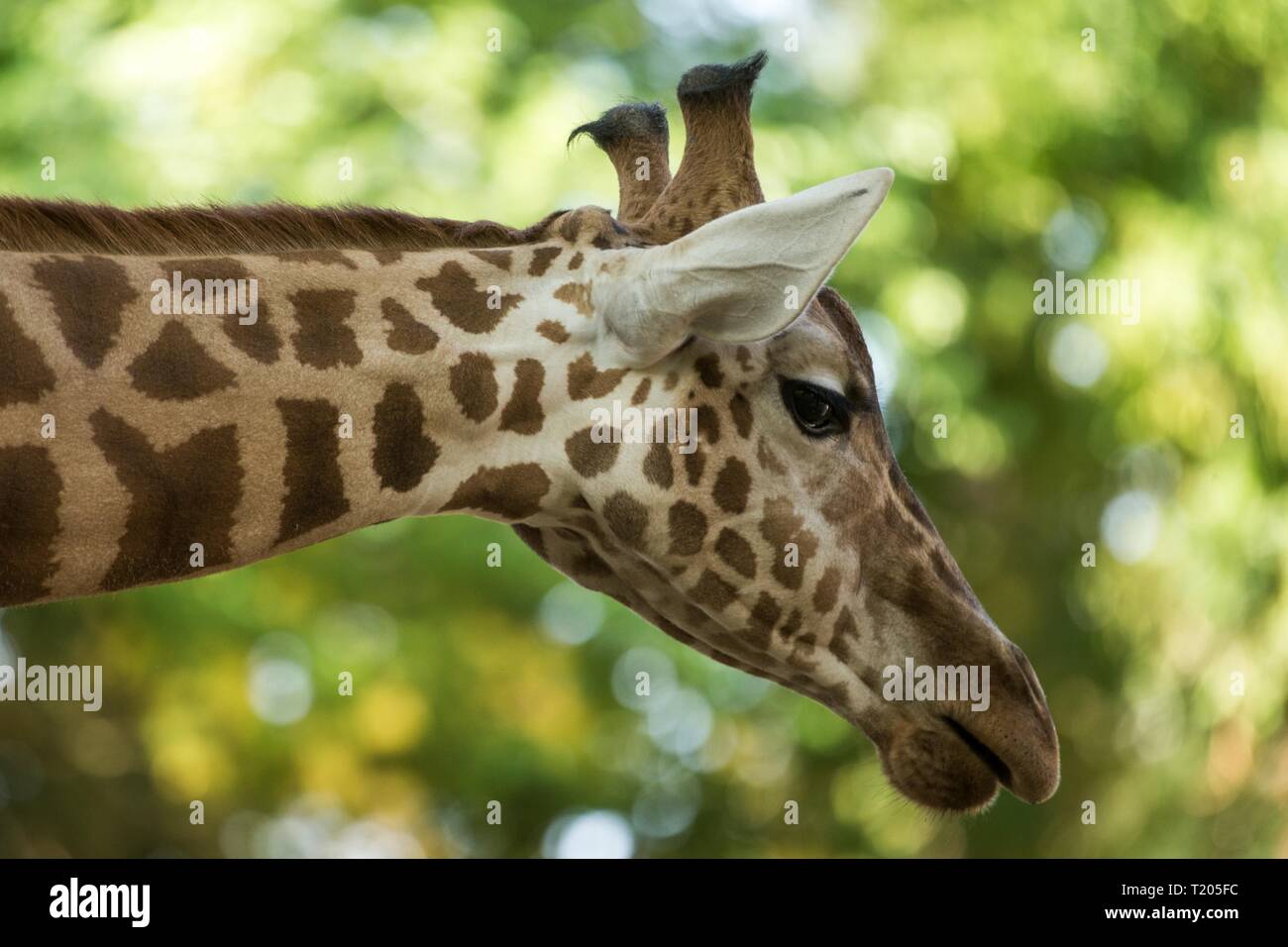 The giraffe (Giraffa camelopardalis), African even-toed ungulate mammal, the tallest of all extant land-living animal species, portrait of beautiful a Stock Photo
