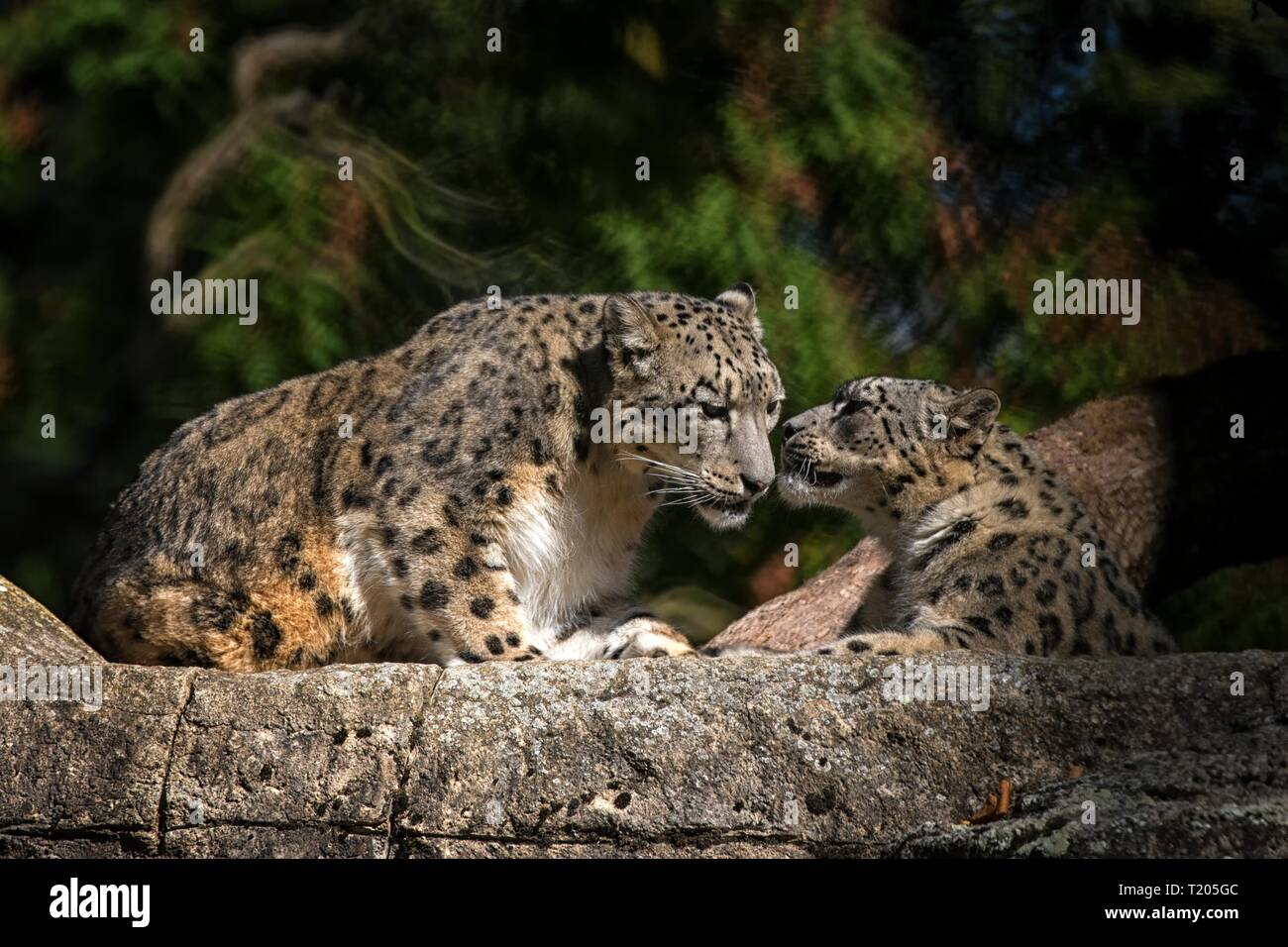 A Himalayan snow leopard (Panthera uncia) lounges on a rock, beautiful irbis in captivity at the zoo, National Heritage Animal of Afghanistan and Paki Stock Photo