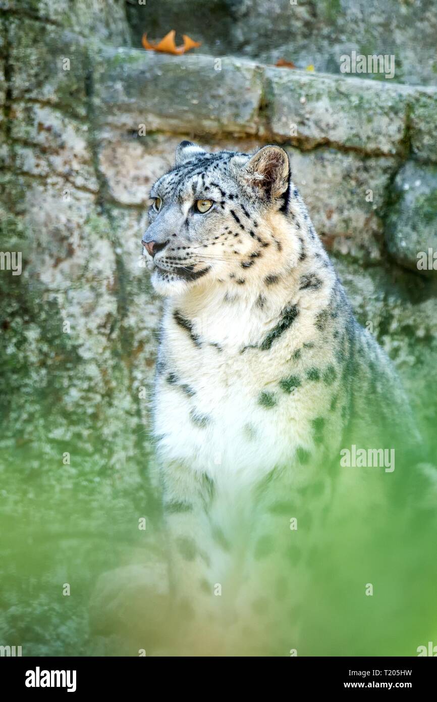 A Himalayan snow leopard (Panthera uncia) lounges on a rock, beautiful  irbis in captivity at the zoo, National Heritage Animal of Afghanistan and  Paki Stock Photo - Alamy