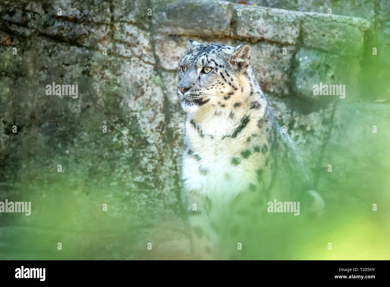 A Himalayan snow leopard (Panthera uncia) lounges on a rock, beautiful irbis in captivity at the zoo, National Heritage Animal of Afghanistan and Paki Stock Photo - Alamy A Himalayan snow leopard (Panthera uncia) lounges on a rock, beautiful irbis in captivity at the zoo, National Heritage Animal of Afghanistan and Paki Stock Photo - Alamy