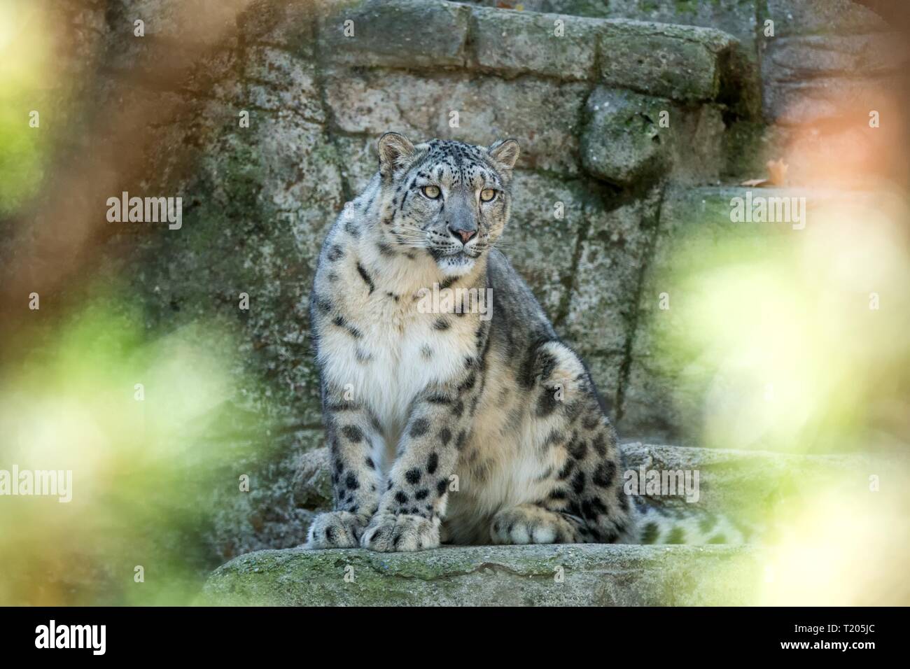 A Himalayan snow leopard (Panthera uncia) lounges on a rock, beautiful