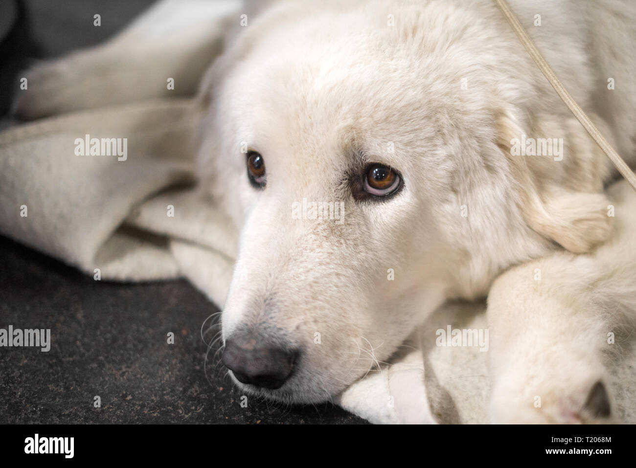 Hungarian Kuvasz dog portrait with beautiful intelligent eyes. It is livestock dog. Stock Photo