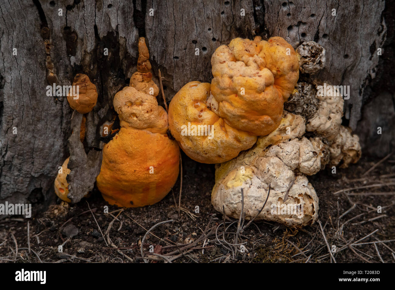 Rhizopogon luteolus Fungus at Woodlands Historic Park, Tullamarine, Victoria, Australia Stock Photo