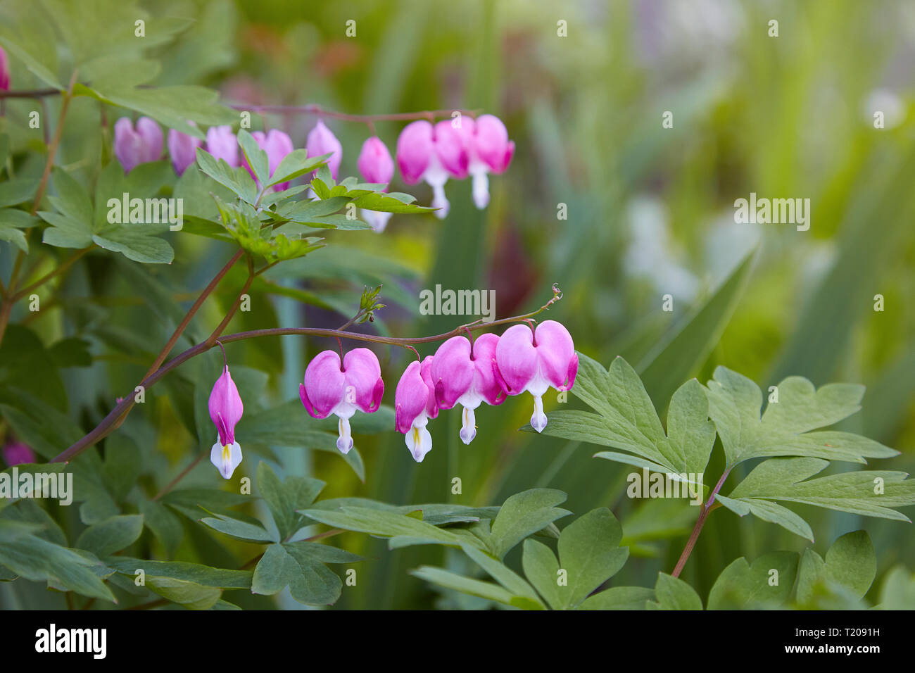 Close up of a cluster of bleeding hearts growing in the spring