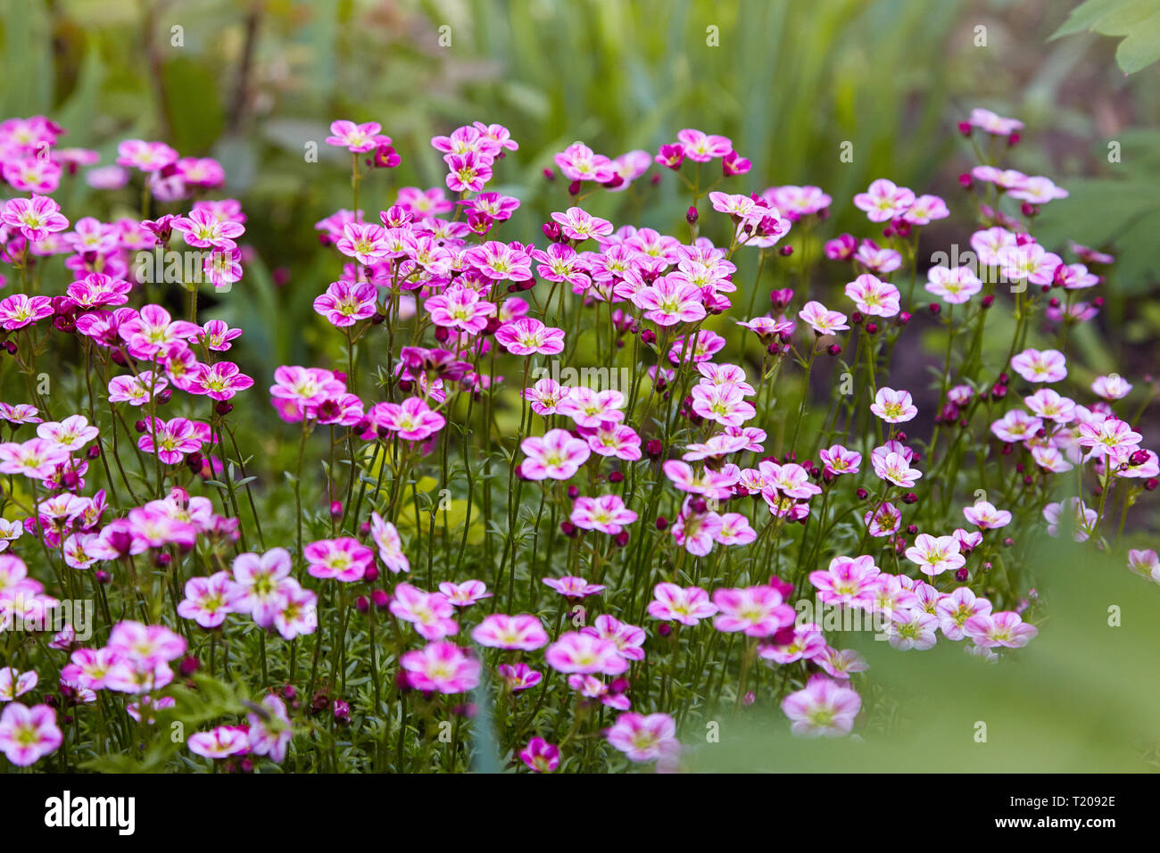 Pink saxifrage Saksifraga Arendsii growing in a garden.  Selective focus. Stock Photo
