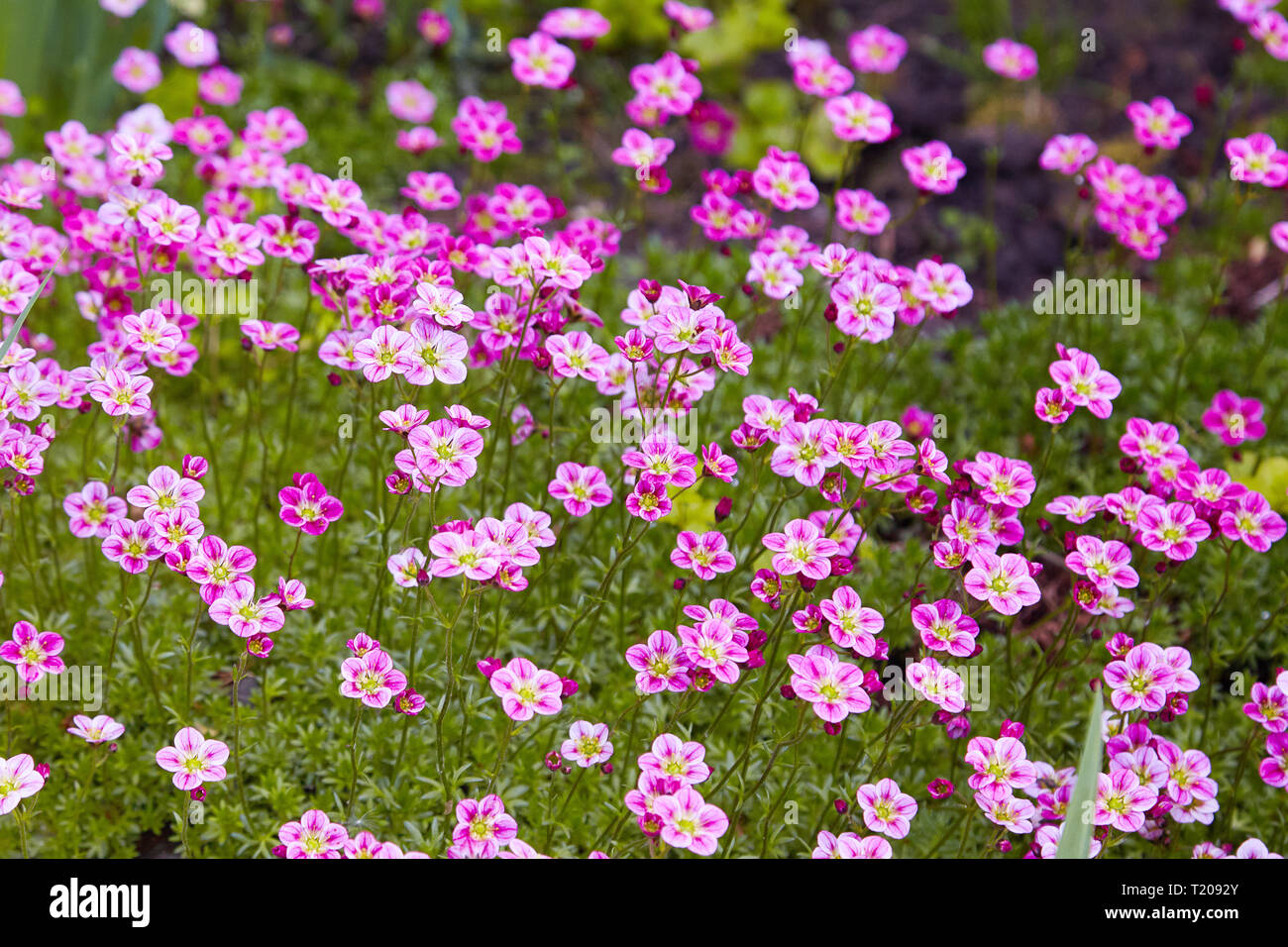 Pink saxifrage Saksifraga Arendsii growing in a garden.  Selective focus. Stock Photo