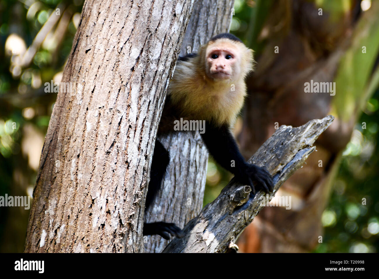 Capuchin Monkey in the Coast Rica Mangroves Stock Photo