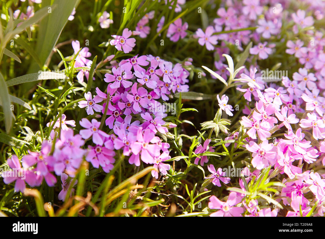 Flox subulata flowers Stock Photo - Alamy