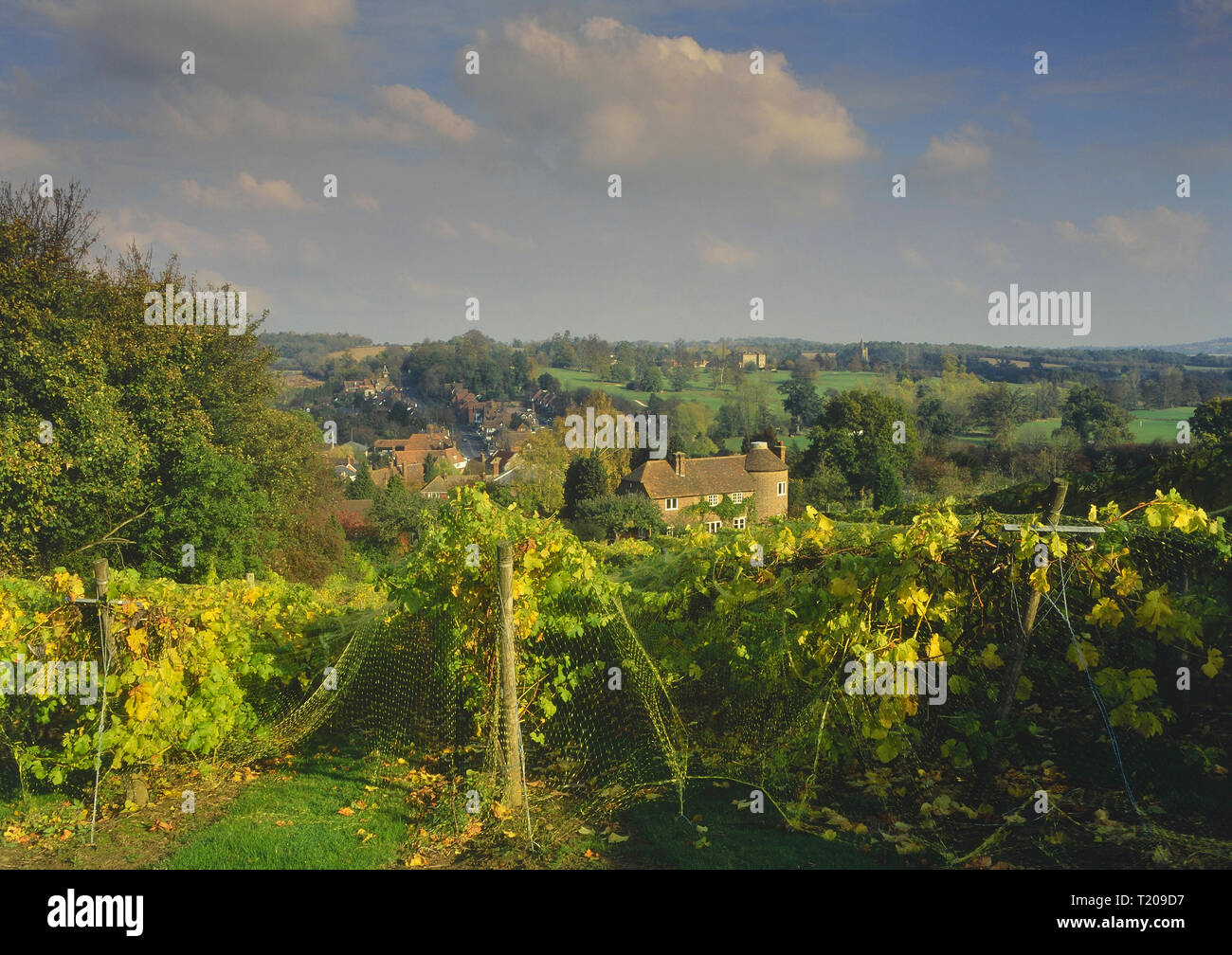 Vineyard, Lamberhurst, Kent, England, UK Stock Photo