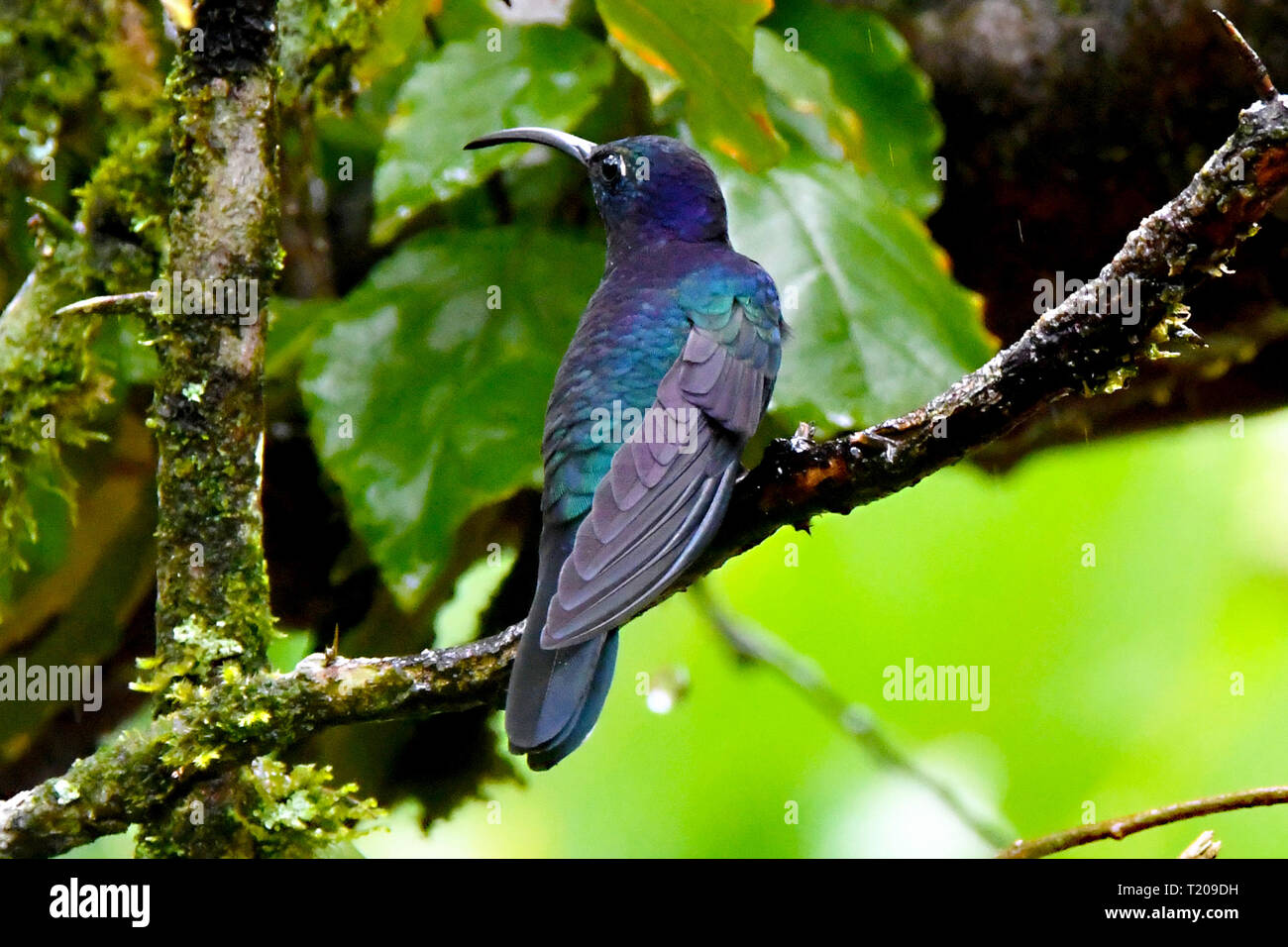 Violet Sabrewing Hummingbird Stock Photo