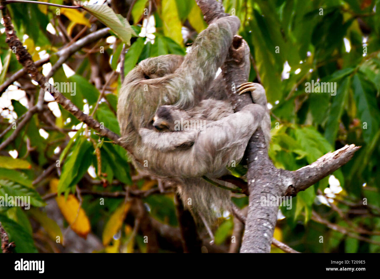 Mother and Baby Sloth in the mangroves of Costa Rica Stock Photo