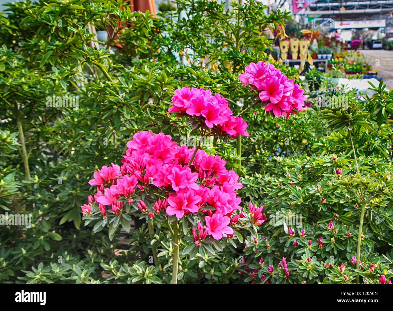 Colorful Spring Flowers in Gwangju , Jeollado, South Korea, Asia Stock