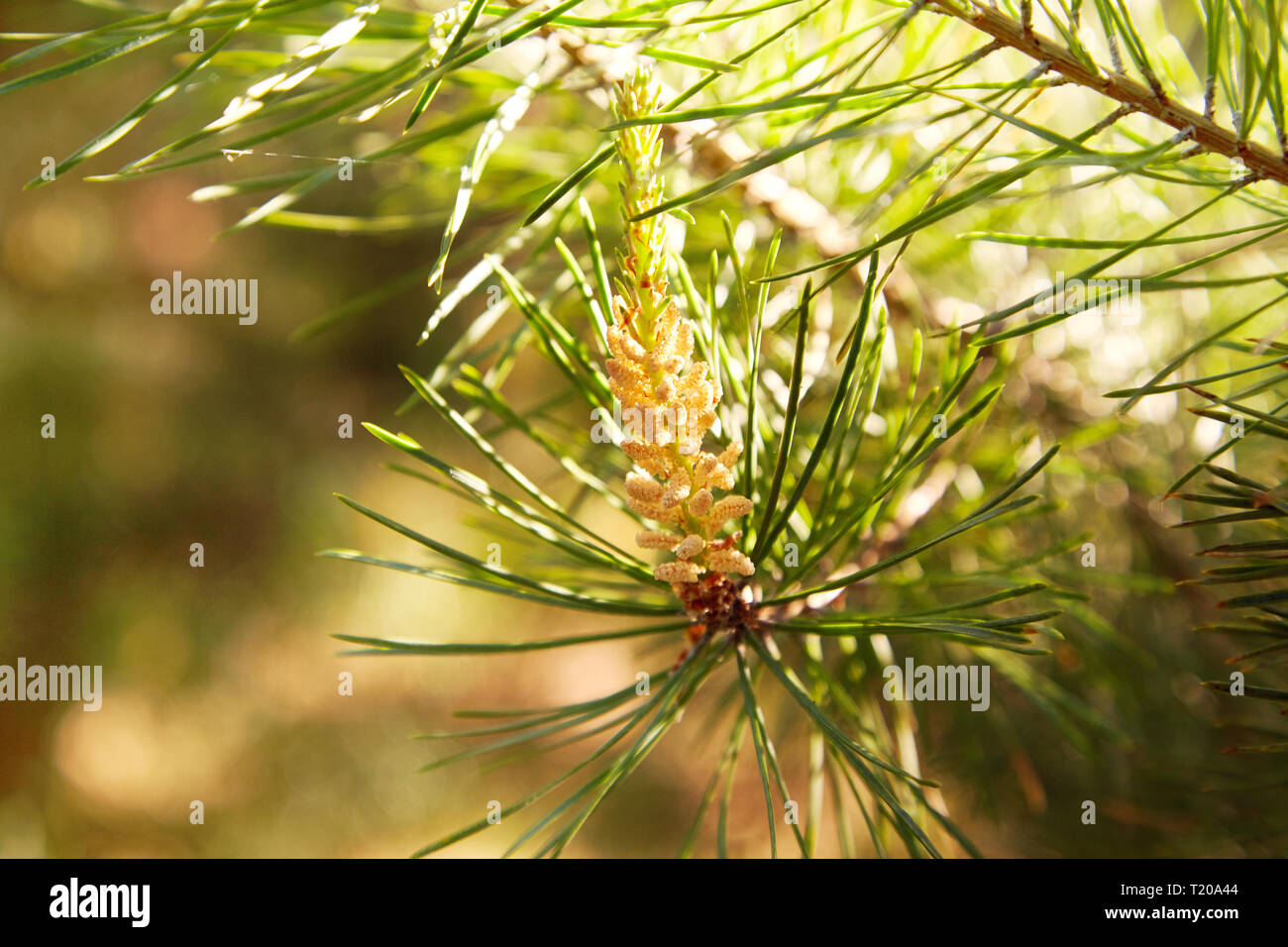 Young pine bud (cone). Pine kidney. Kidney coniferous tree close-up. Stock Photo