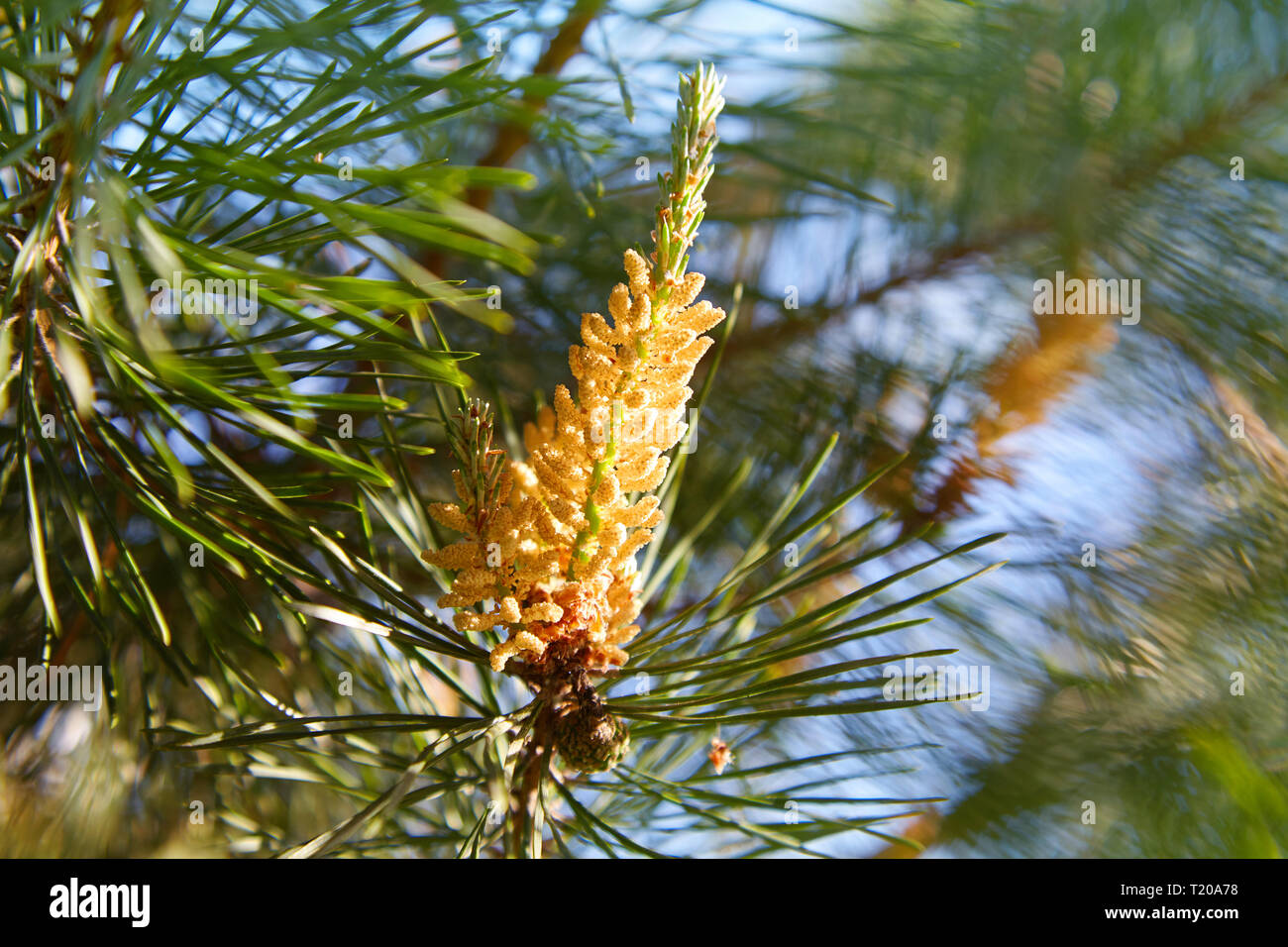 Young pine bud (cone). Pine kidney. Kidney coniferous tree close-up. Stock Photo