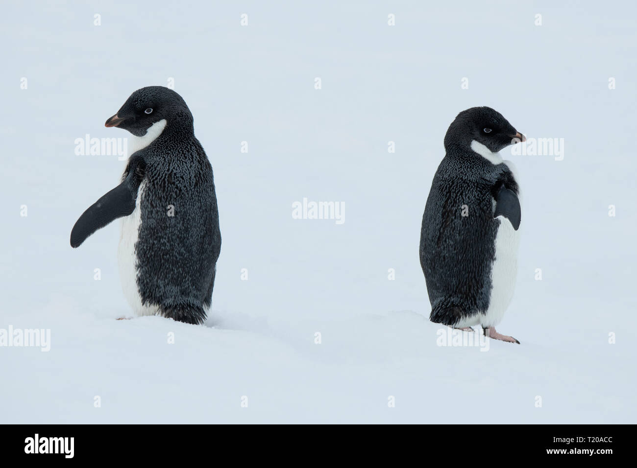 Antarctica. Fish Islands. The Fish Islands are located between Crystal Sound and Grandidier Channel below the Antarctic Circle. Adelie penguins on ice. Stock Photo