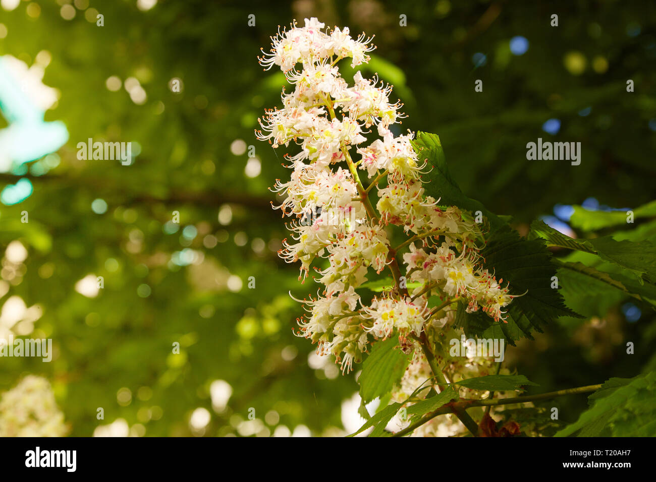 Flowers of chestnut trees in spring in the park Stock Photo - Alamy