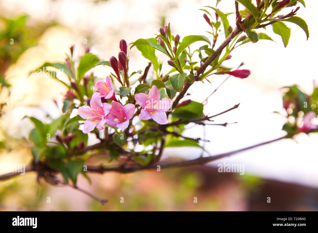 Weigela praecox. Beautiful pink flowering shrub macro view. Flowering weigela in the garden Stock Photo