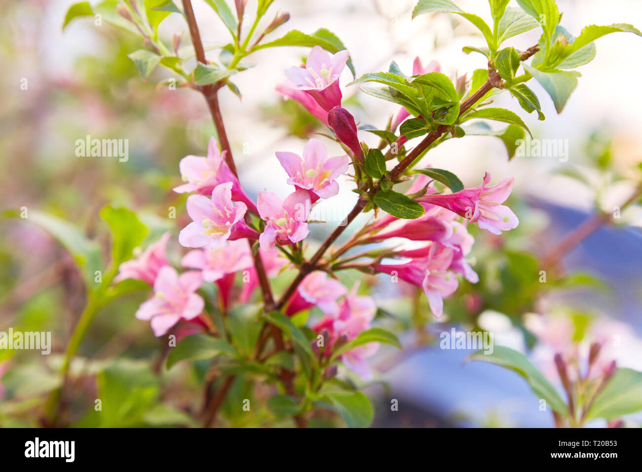 Weigela praecox. Beautiful pink flowering shrub macro view. Flowering weigela in the garden Stock Photo