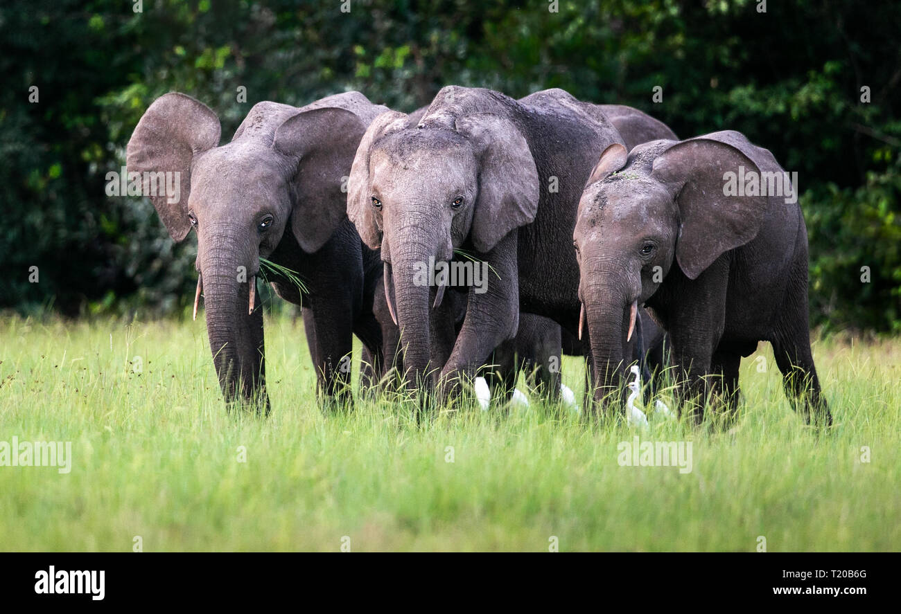 Elephants in Loango National Park, Gabon Stock Photo