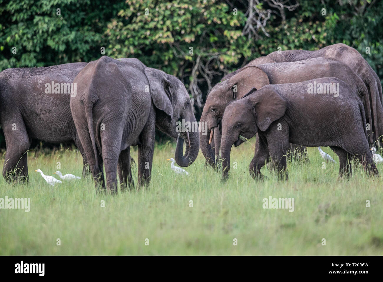 Elephants in Loango National Park, Gabon Stock Photo