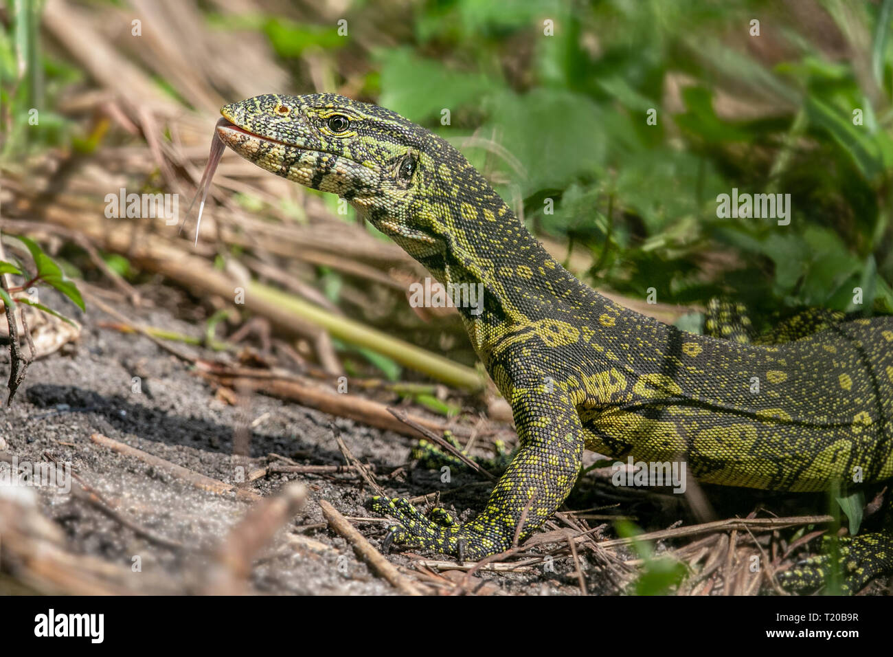 Ornate monitor hi-res stock photography and images - Alamy